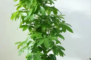 發財樹腐根的2個訊號，早發現早補救，5步輕鬆救回來