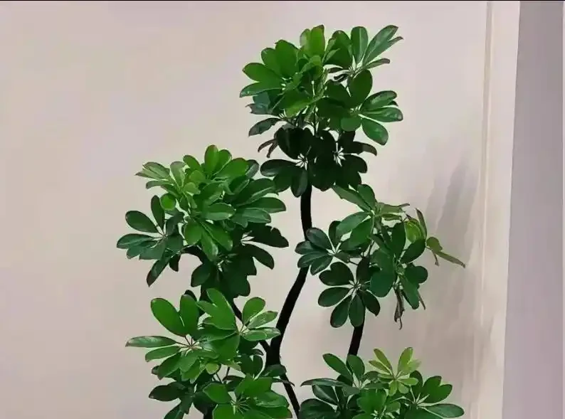 鴨腳木掉葉？4招控溫補光，7天止掉冒新芽