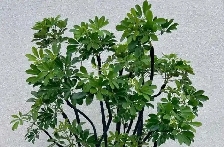 鴨腳木掉葉？4招控溫補光，7天止掉冒新芽
