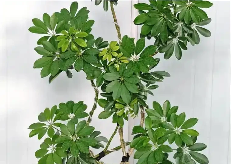 鴨腳木掉葉？4招控溫補光，7天止掉冒新芽