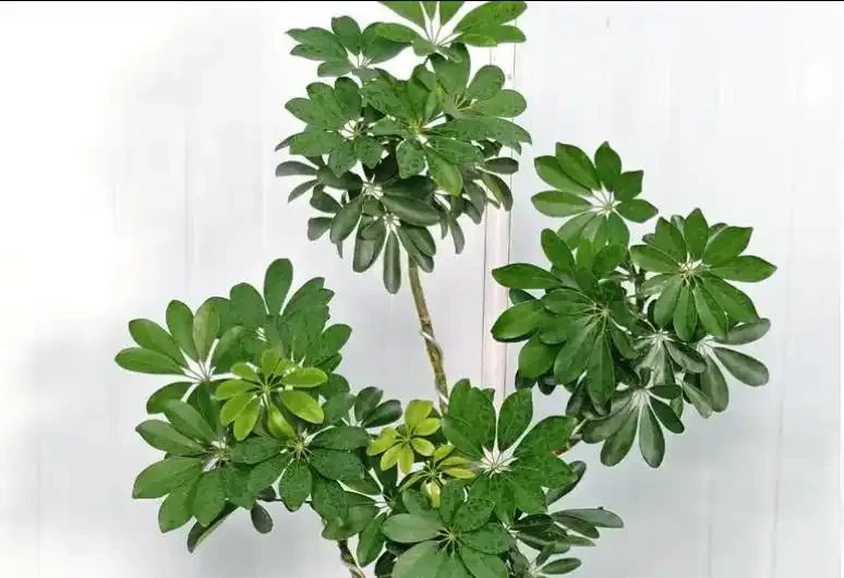 鴨腳木掉葉？4招控溫補光，7天止掉冒新芽
