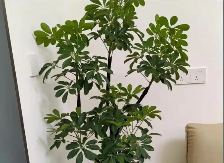 鴨腳木掉葉？4招控溫補光，7天止掉冒新芽