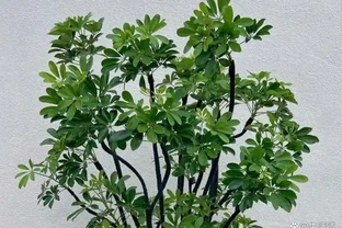 鴨腳木掉葉？4招控溫補光，7天止掉冒新芽