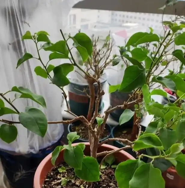 九重葛開花後不要修剪!修剪「3步」後,下次滿盆鮮花