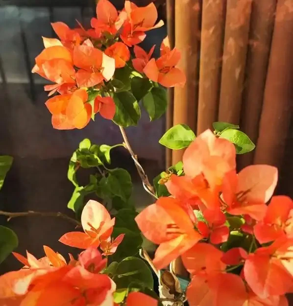 九重葛開花後不要修剪!修剪「3步」後,下次滿盆鮮花