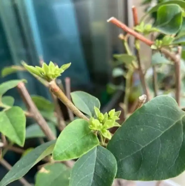 九重葛開花後不要修剪!修剪「3步」後,下次滿盆鮮花