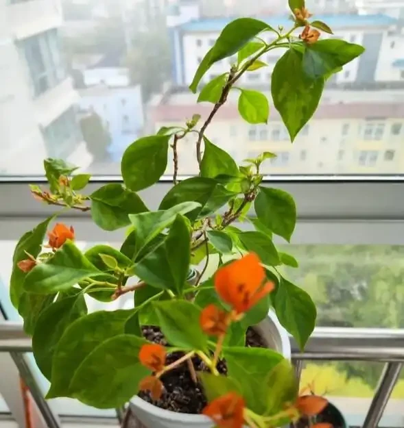 九重葛開花後不要修剪!修剪「3步」後,下次滿盆鮮花
