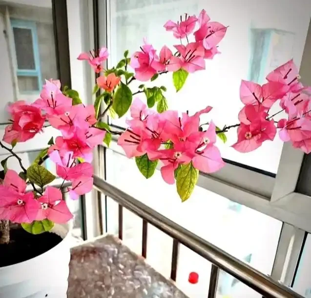 如果你在初冬養九重葛，葉子就不會枯萎或變黃！3個親身測試「小竅門」，越成長越繁榮