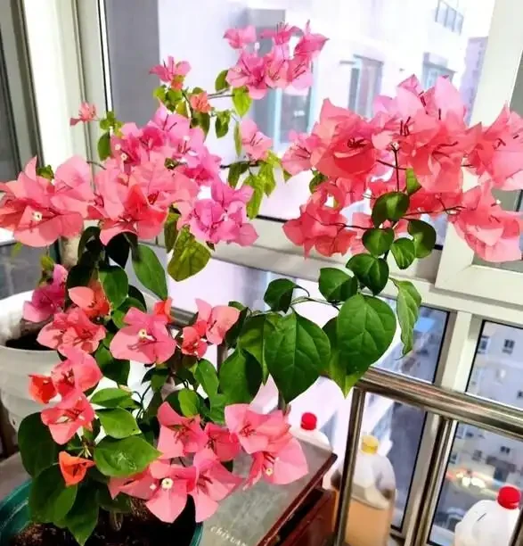 如果你在初冬養九重葛，葉子就不會枯萎或變黃！3個親身測試「小竅門」，越成長越繁榮