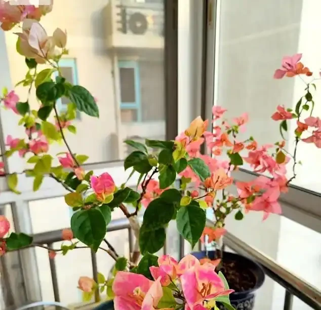 如果你在初冬養九重葛，葉子就不會枯萎或變黃！3個親身測試「小竅門」，越成長越繁榮