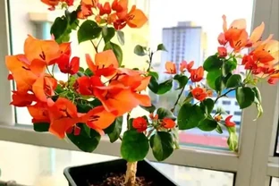 如果你在初冬養九重葛，葉子就不會枯萎或變黃！3個親身測試「小竅門」，越成長越繁榮