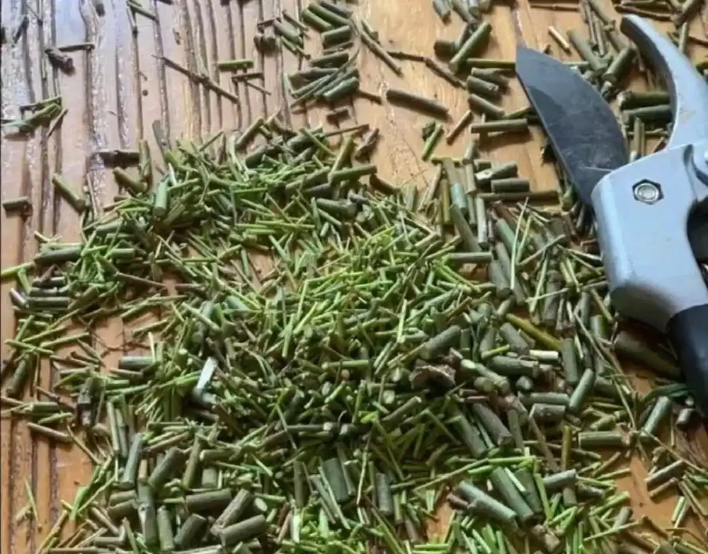 「長根水」不用買，家家廚房都有，給花澆一點，根壯又葉綠，省錢還實用！