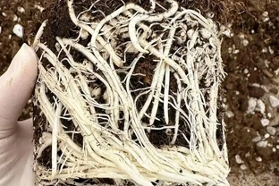 「長根水」不用買，家家廚房都有，給花澆一點，根壯又葉綠，省錢還實用！