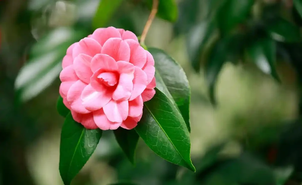 茶花光桿別扔!3招急救,1個月必冒新芽