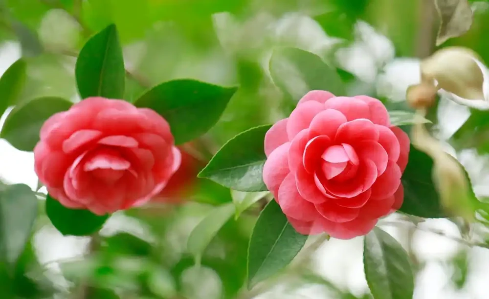 茶花光桿別扔!3招急救,1個月必冒新芽