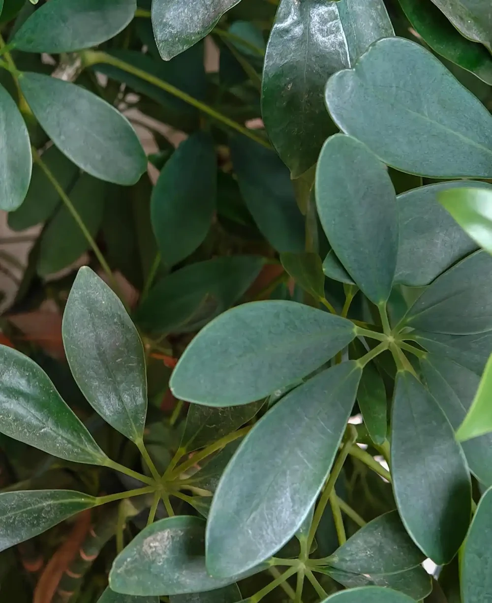 鵝掌藤:室內綠植中的顏值擔當與淨化能手