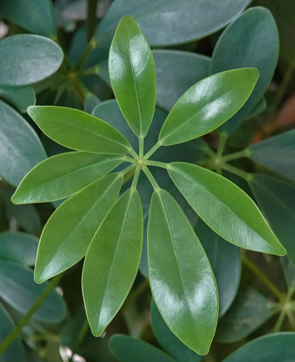 鵝掌藤:室內綠植中的顏值擔當與淨化能手