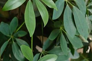 鵝掌藤：室內綠植中的顏值擔當與淨化能手