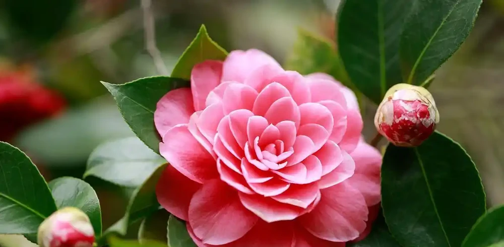 茶花光桿別扔!三招急救,一個月冒新芽