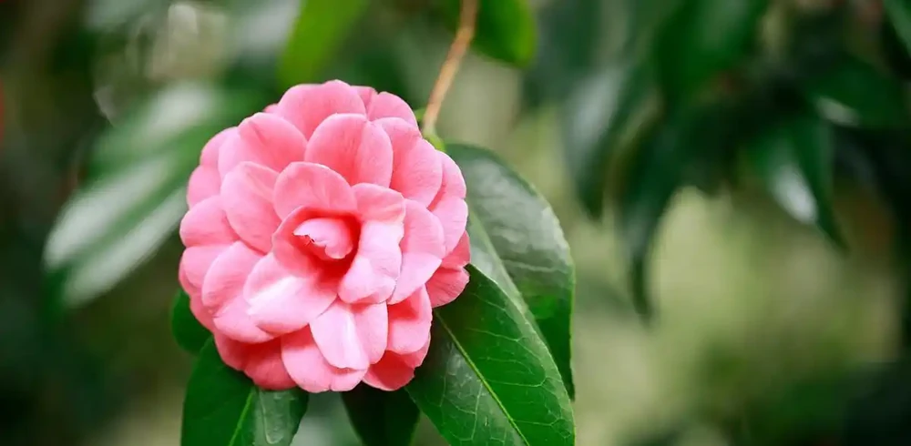茶花光桿別扔!三招急救,一個月冒新芽