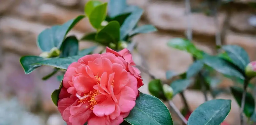茶花光桿別扔!三招急救,一個月冒新芽