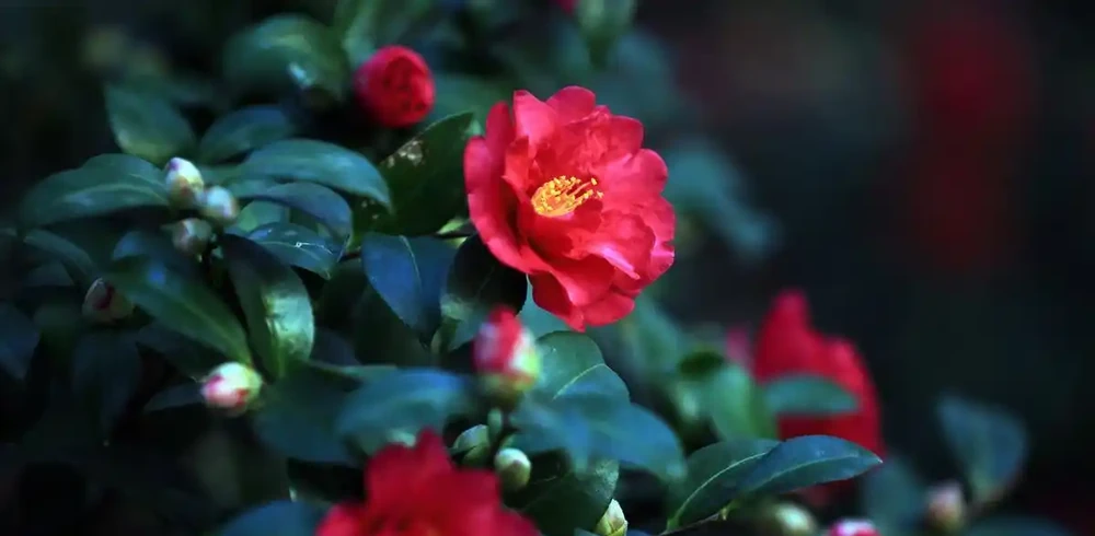 茶花光桿別扔!三招急救,一個月冒新芽