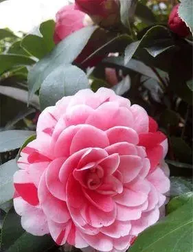 茶花花後施肥,避開3個坑,新枝粗壯明年花開滿枝