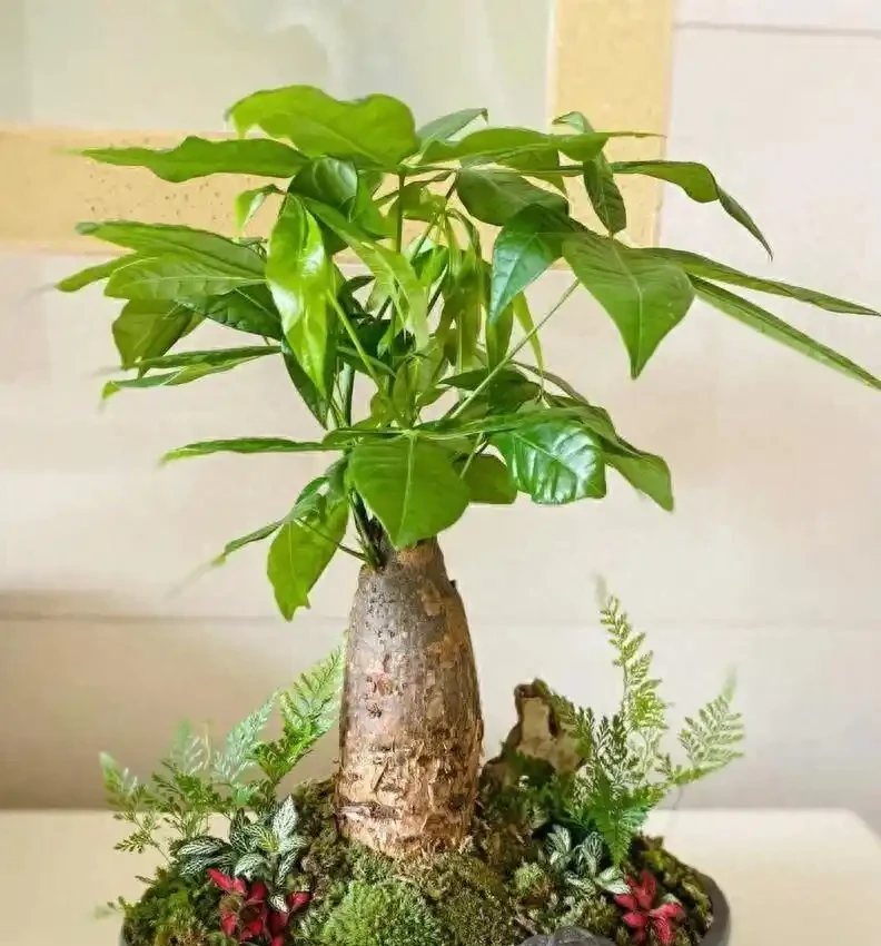 春節後發財樹黃葉蔫巴?別扔!資深花匠教你四步「喚醒術」,半月冒新芽