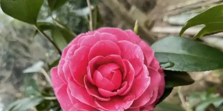 茶花花後施肥,避開3個坑,新枝粗壯明年花開滿枝