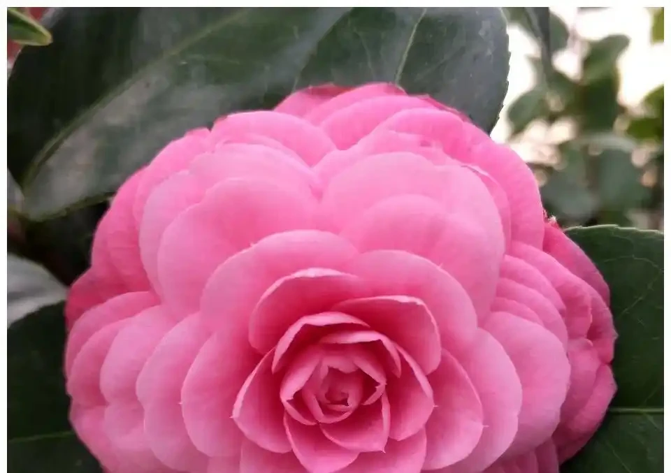 茶花花後施肥,避開3個坑,新枝粗壯明年花開滿枝