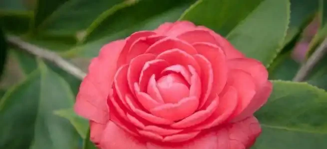 茶花花後施肥,避開3個坑,新枝粗壯明年花開滿枝