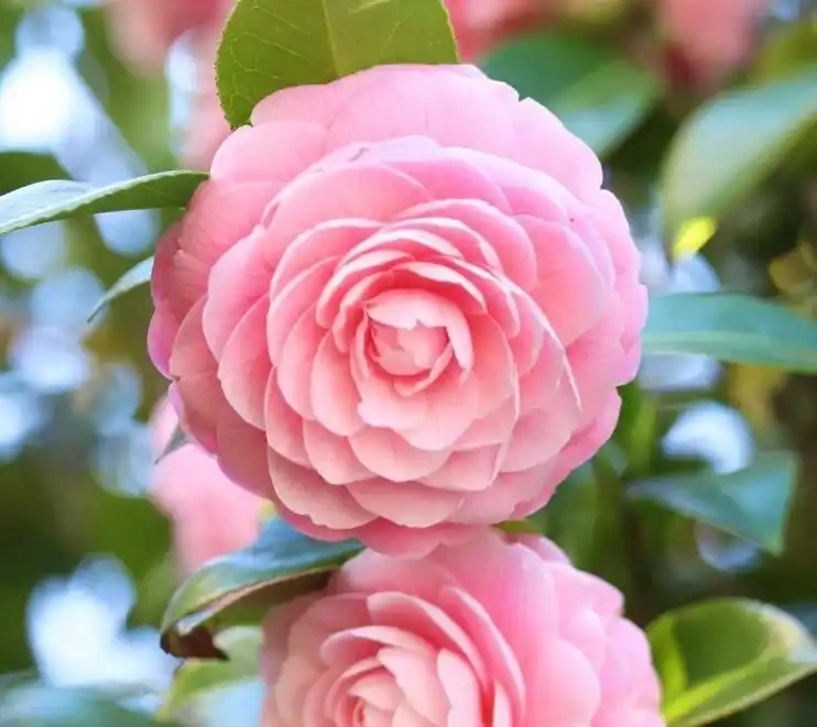 茶花花後施肥,避開3個坑,新枝粗壯明年花開滿枝