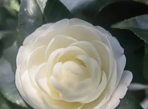 茶花花後施肥,避開3個坑,新枝粗壯明年花開滿枝