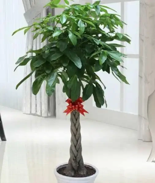 春節後發財樹黃葉蔫巴?別扔!資深花匠教你四步「喚醒術」,半月冒新芽