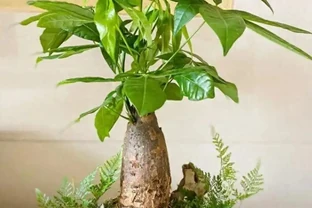 春節後發財樹黃葉蔫巴？別扔！資深花匠教你四步「喚醒術」，半月冒新芽