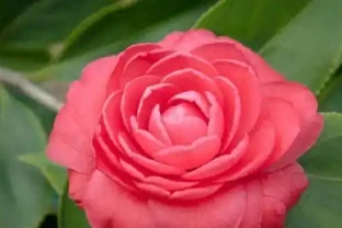 茶花花後施肥，避開3個坑，新枝粗壯明年花開滿枝