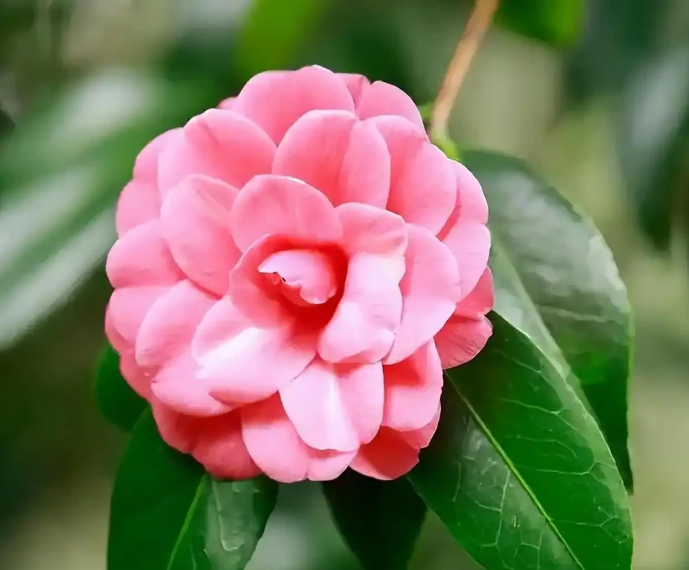 茶花掉成光桿?老花農教你「急救3部曲」,1個月後驚喜滿枝頭