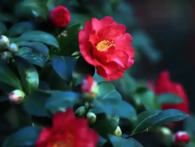 茶花掉成光桿?老花農教你「急救3部曲」,1個月後驚喜滿枝頭