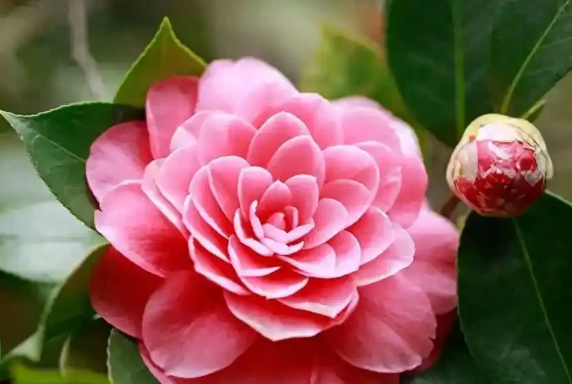 茶花掉成光桿?老花農教你「急救3部曲」,1個月後驚喜滿枝頭