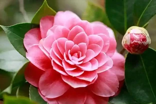 茶花掉成光桿？老花農教你「急救3部曲」，1個月後驚喜滿枝頭