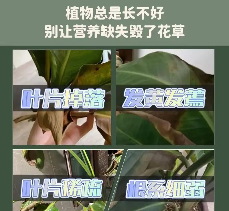 新手園藝師常遇植物生長難題?內行揭秘這些肥料才是關鍵!用後植物根系發達、葉片翠綠,煥發出勃勃生機!