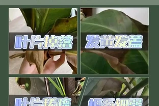 新手園藝師常遇植物生長難題？內行揭秘這些肥料才是關鍵！用後植物根系發達、葉片翠綠，煥發出勃勃生機！