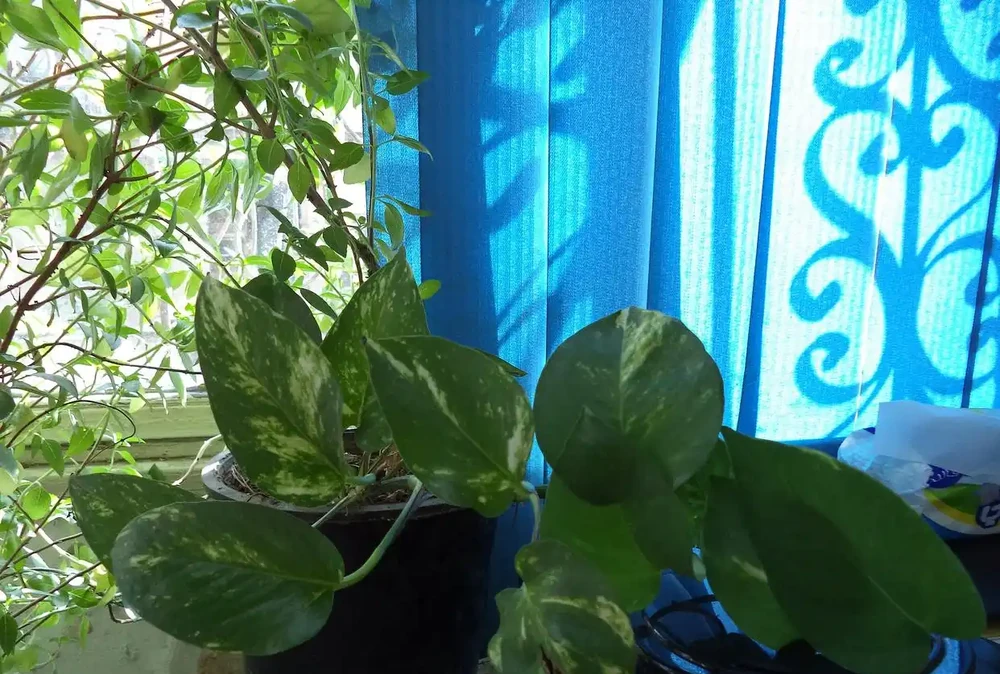 黃金葛怎麼養?記住這3個關鍵點,葉子油亮瘋長爬滿牆