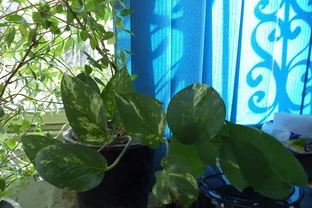 黃金葛怎麼養？記住這3個關鍵點，葉子油亮瘋長爬滿牆