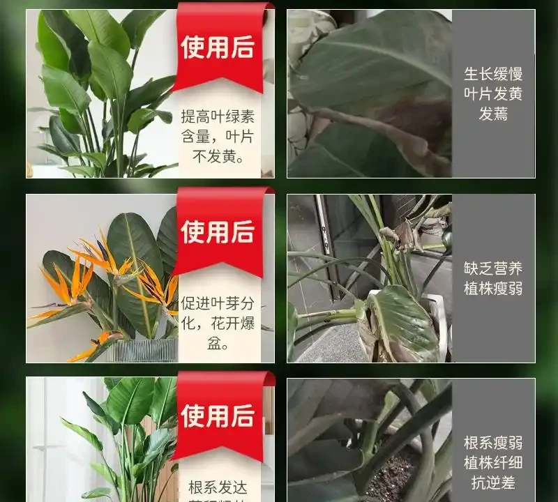 花園綠植養護常遇難題?肥料選錯易燒根、黃葉?內行人分享這些肥料,用後花朵大3倍,葉片綠1個月!