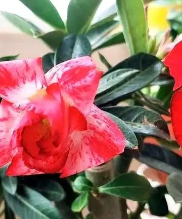 90天如何把沙漠玫瑰練成「蘿蔔樁」,主幹粗過拳頭?
