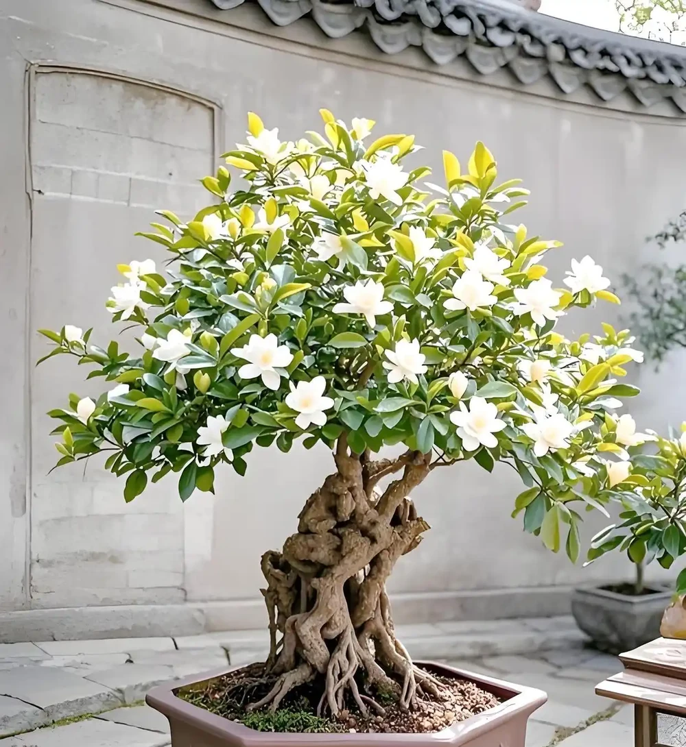 親測有效！梔子花變成「乾柴」別放棄，3步急救法，半個月後驚喜來了