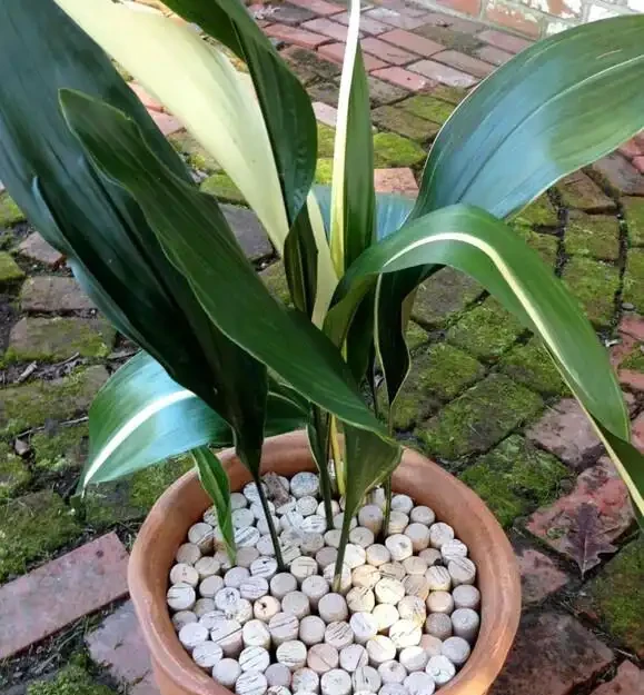 盆栽植物土面是否需鋪面及用何物作鋪面石探討