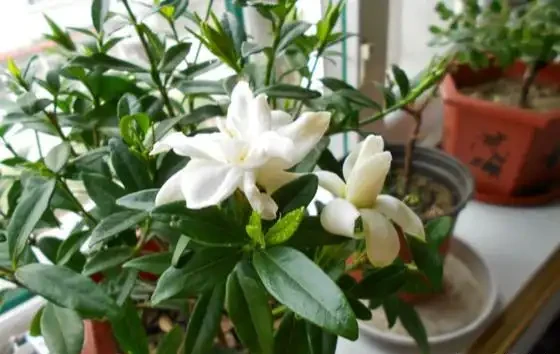 親測有效！梔子花變成「乾柴」別放棄，3步急救法，半個月後驚喜來了