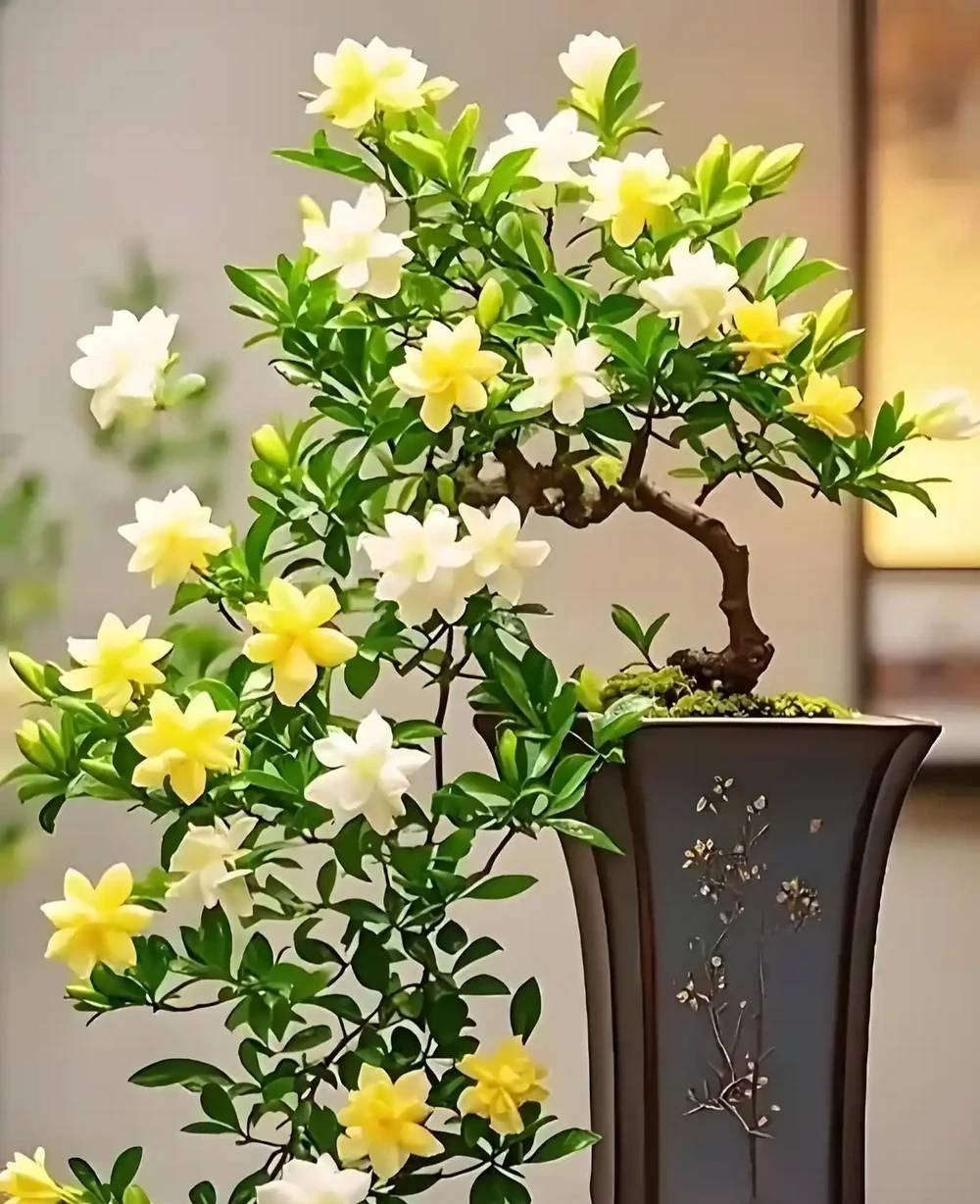 親測有效！梔子花變成「乾柴」別放棄，3步急救法，半個月後驚喜來了